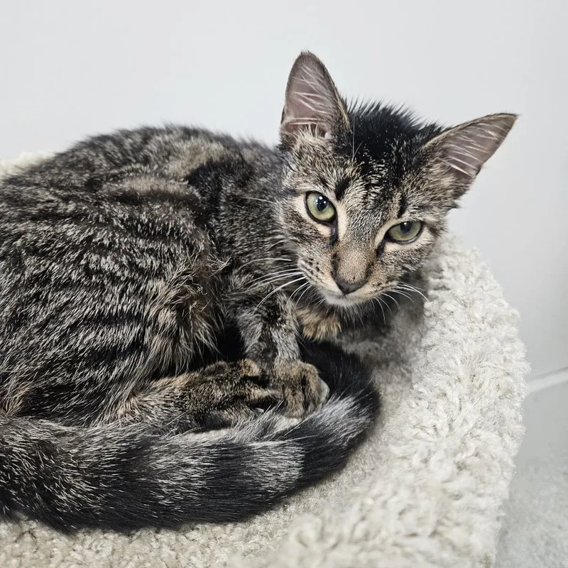 A young medium-sized female Brown / Chocolate Domestic Short Hair cat named Gravy for adoption in Gainesville, FL