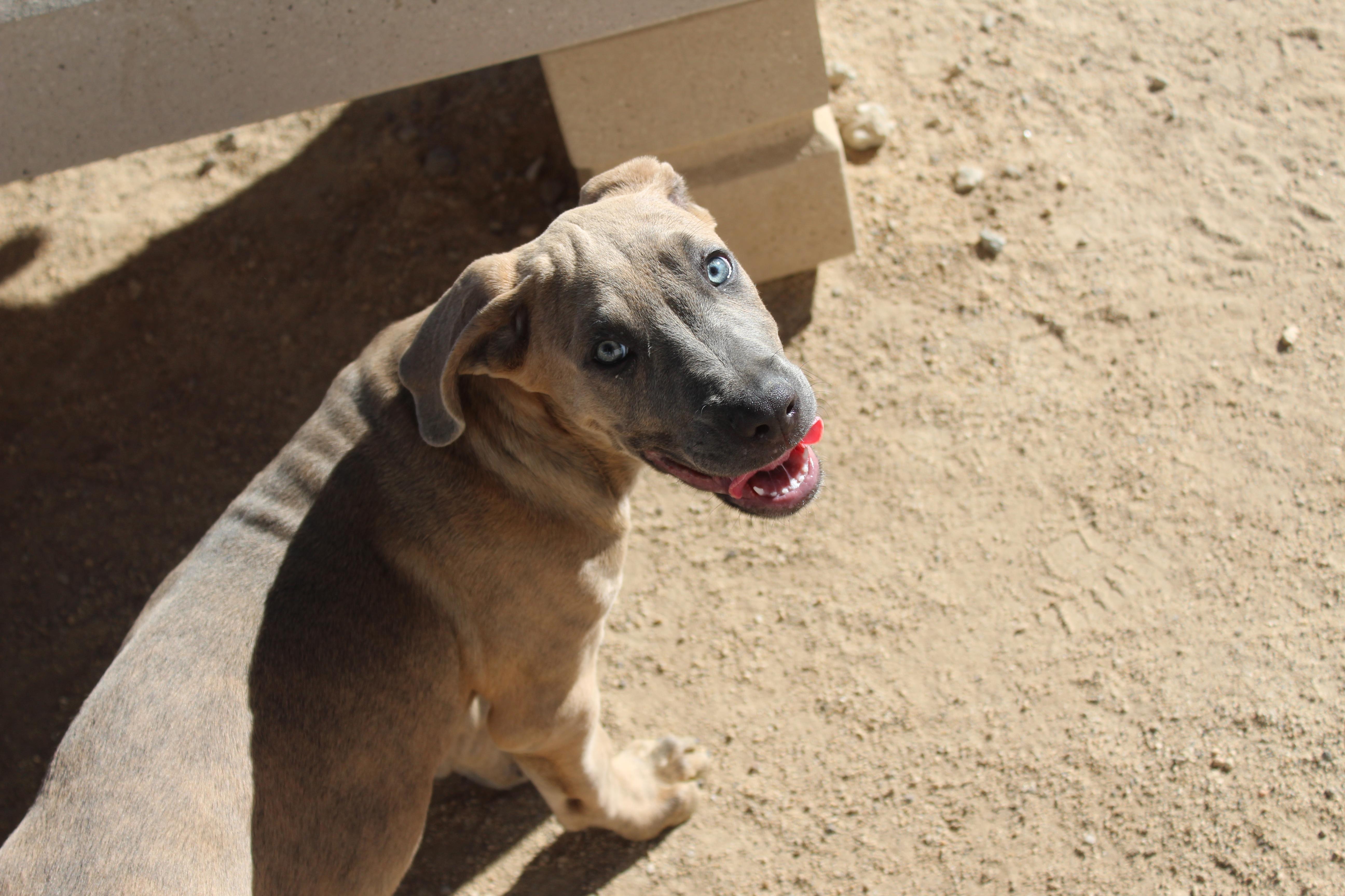 A baby large-sized female Brindle Cane Corso dog named Wendy for adoption in Yucca Valley, CA