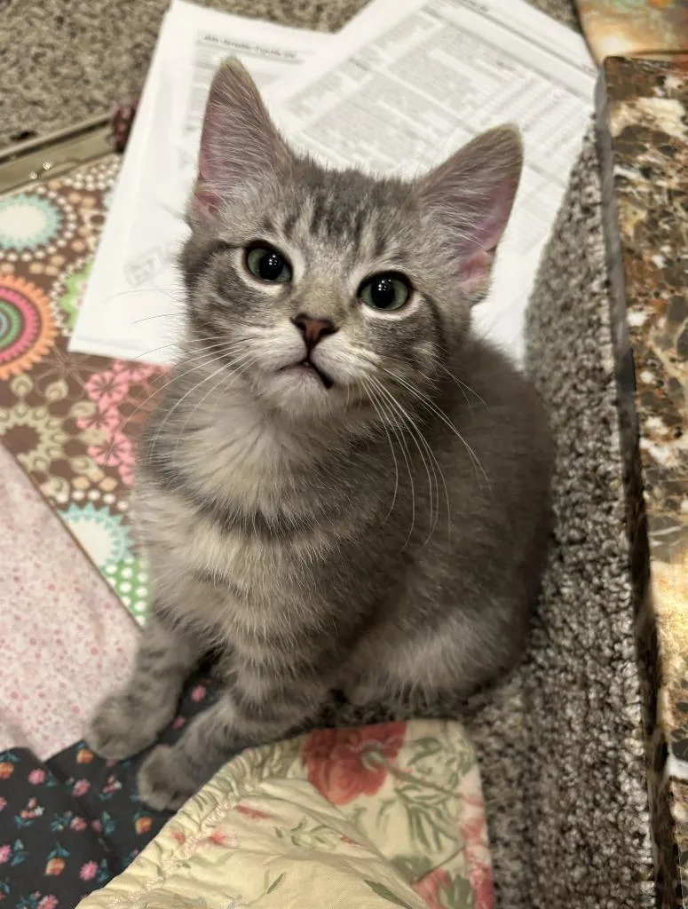 A baby small-sized female Domestic Medium Hair cat named Lydia for adoption in Urbandale, IA