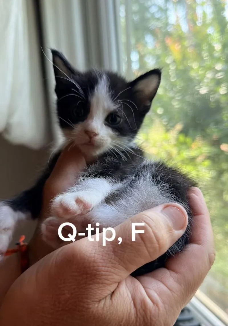 A baby small-sized female White Domestic Short Hair cat named Qtip for adoption in Shrewsbury, MA