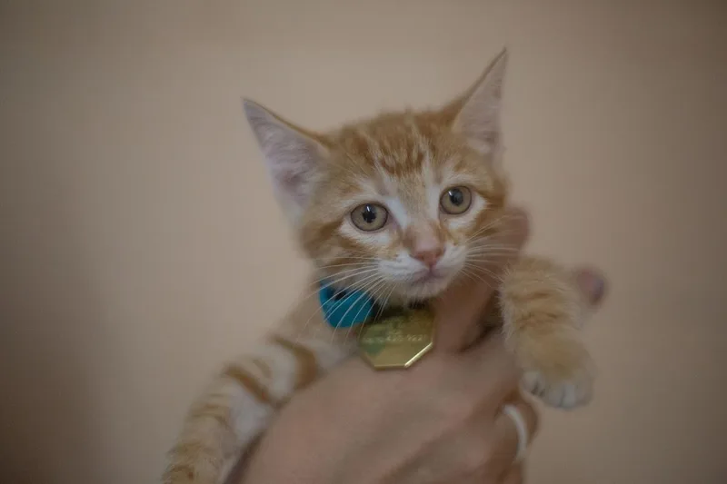 A baby small-sized female Domestic Short Hair cat named Punkin for adoption in Mountain Home, AR