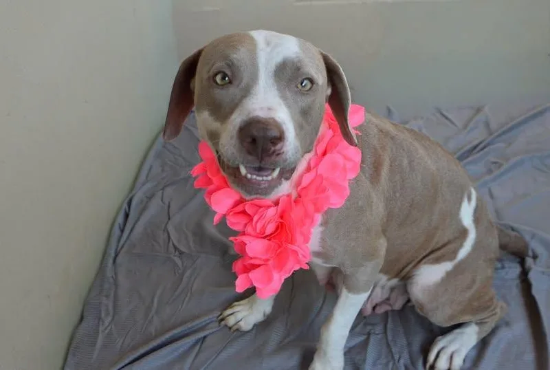 A young large-sized female Pit Bull Terrier dog named Teacup Werewolf for adoption in McKinney, TX