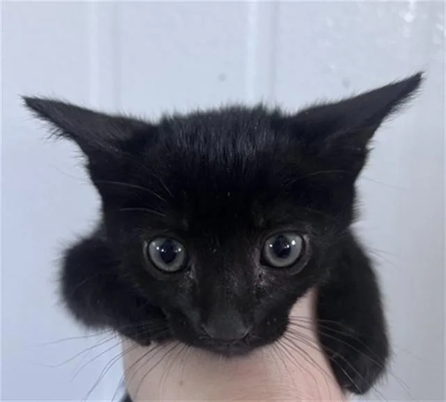 A baby small-sized female Domestic Short Hair cat named Bean for adoption in San Bernardino, CA