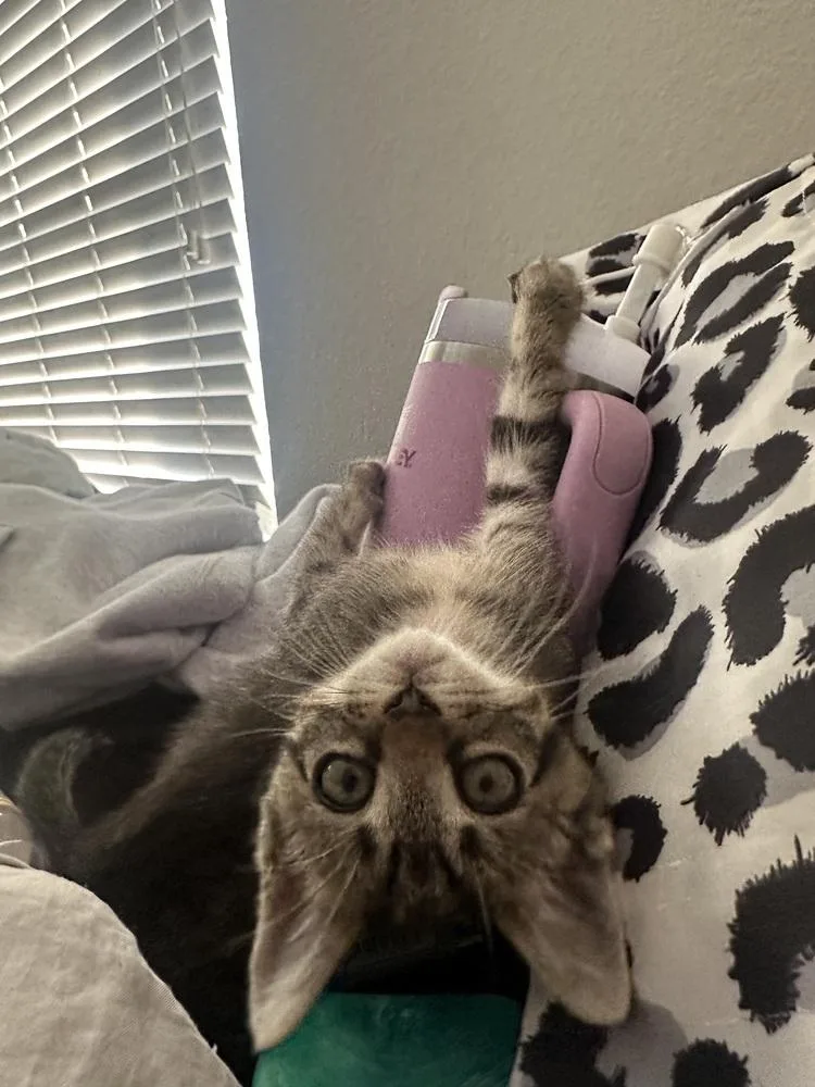 A baby small-sized female Domestic Short Hair cat named Pua for adoption in Dallas, TX