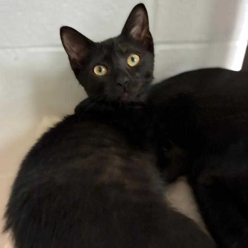 A baby small-sized female Black Domestic Short Hair cat named Gumball for adoption in South Elgin, IL