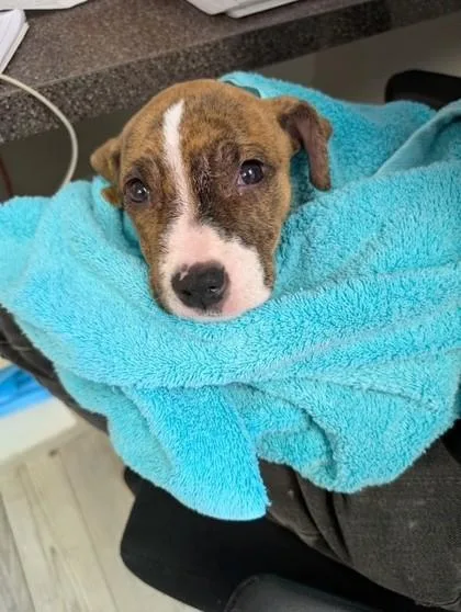 A baby small-sized female Pit Bull Terrier dog named Delaney for adoption in South Bend, IN