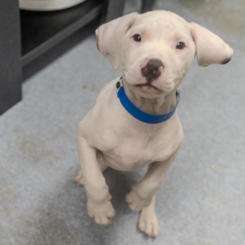 A baby medium-sized male White / Cream Boxer dog named Piglet for adoption in Pawling, NY