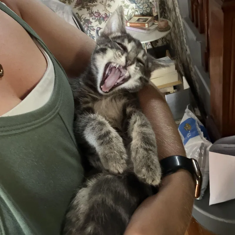 A baby medium-sized male Tabby (Gray / Blue / Silver) Domestic Short Hair cat named Tabasco for adoption in Fort Collins, CO