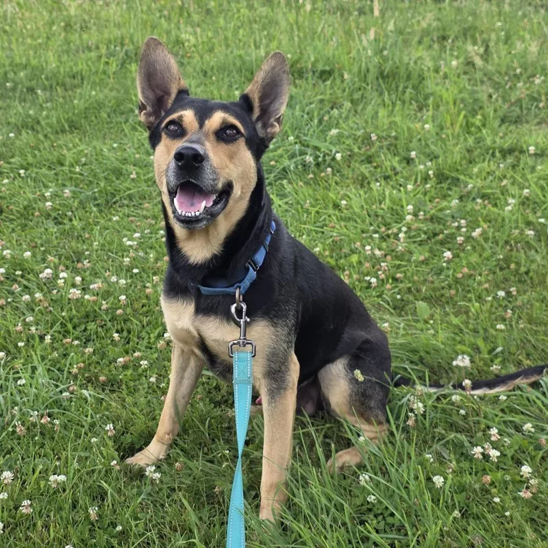 An adult large-sized male Black Terrier dog named Tommy for adoption in East Smithfield , PA