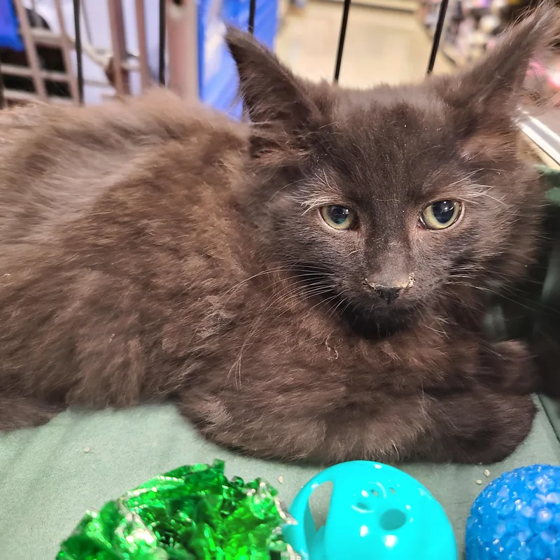 A baby medium-sized male Black Domestic Long Hair cat named Bishop for adoption in Gerrardstown, WV