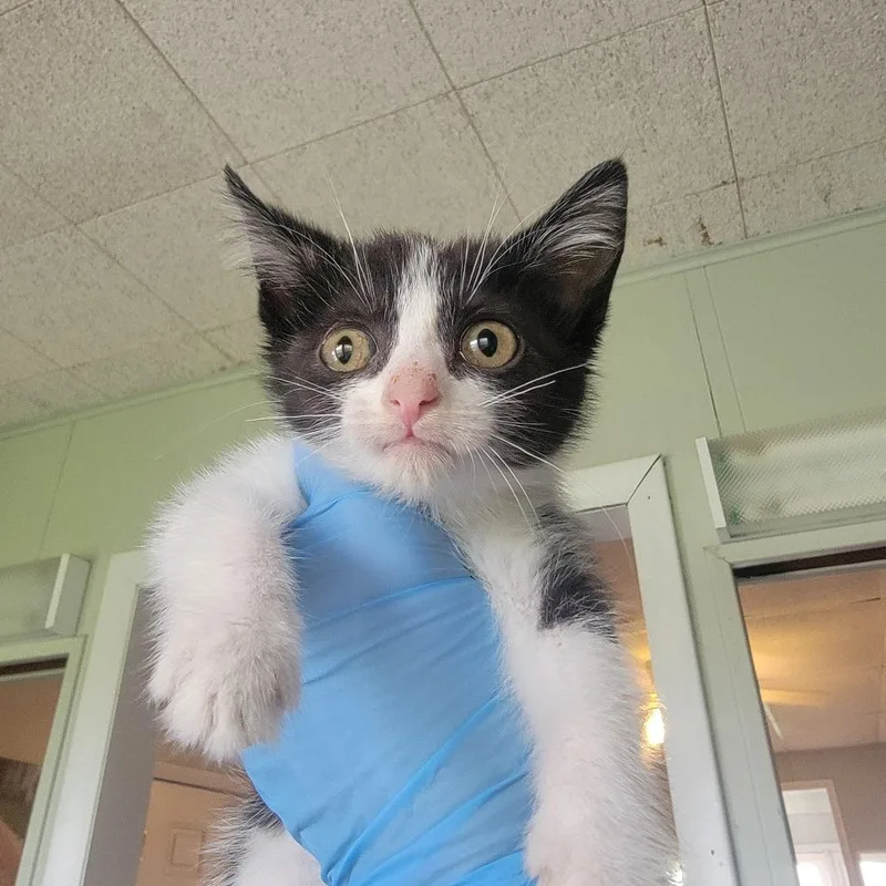 A baby small-sized female Black Domestic Short Hair cat named Zooble for adoption in Troy, IL