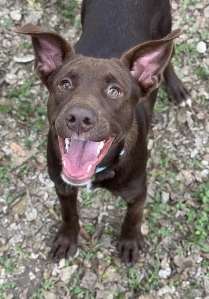 An adult medium-sized female Labrador Retriever dog named Bronnie for adoption in San Antonio, TX