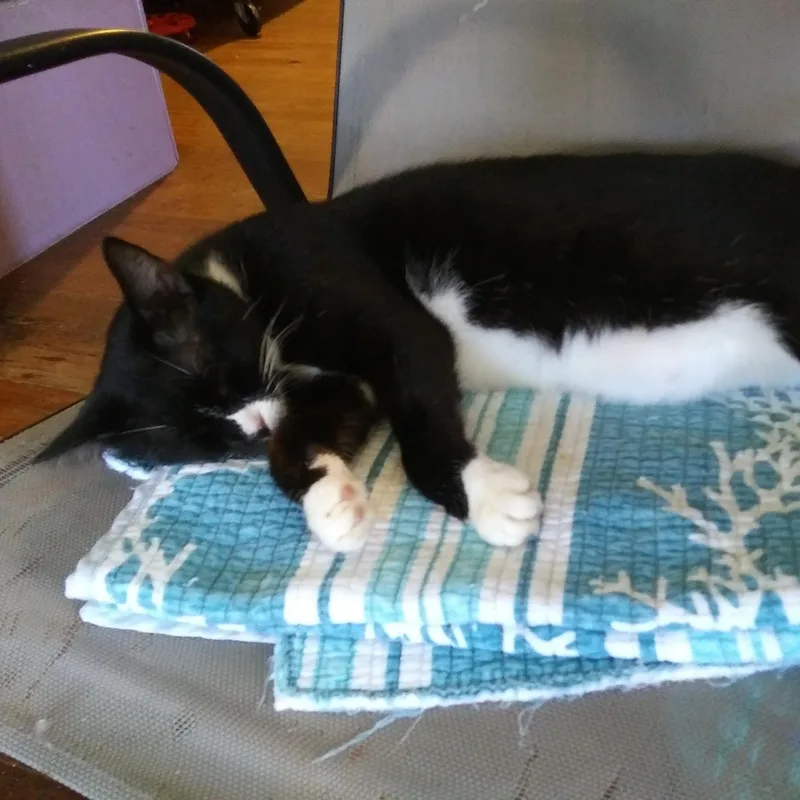 An adult medium-sized female Black & White / Tuxedo Domestic Short Hair cat named Daisy for adoption in Port Wentworth, GA