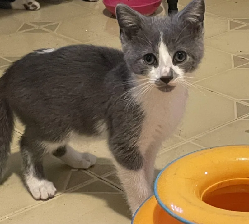 A baby small-sized female Gray & White Domestic Short Hair cat named Gina for adoption in Troy, NY