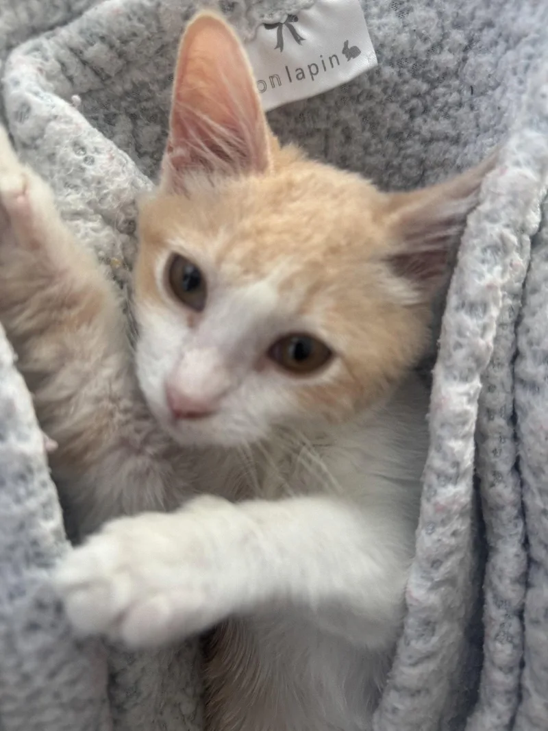A young medium-sized female Orange / Red Domestic Medium Hair cat named Cheeky for adoption in Frisco, TX