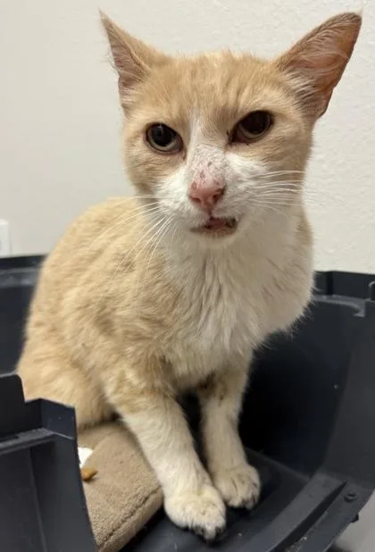 A senior medium-sized male Domestic Short Hair cat named Marlow for adoption in Eugene, OR