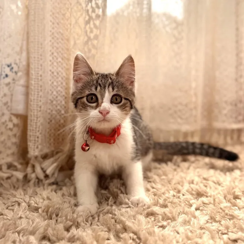 A young medium-sized female Tabby (Brown / Chocolate) Domestic Short Hair cat named Roundworm for adoption in Clinton, IL