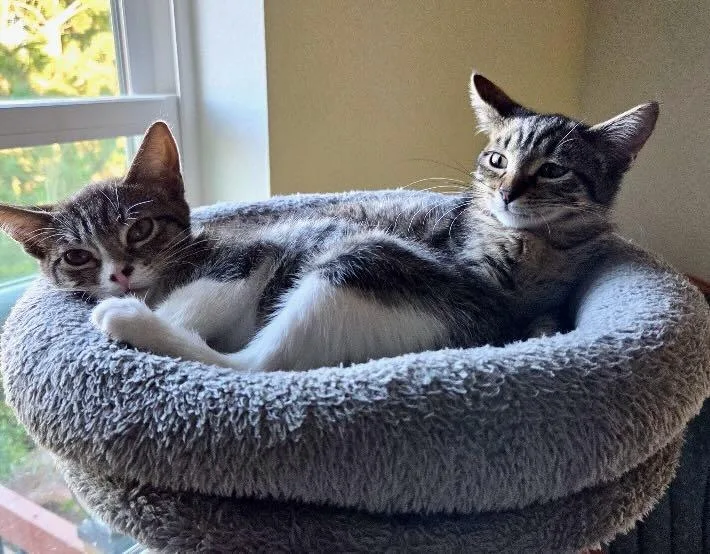 A baby medium-sized female Tabby (Gray / Blue / Silver) Tabby cat named Tina & Tillie for adoption in The Dalles, OR
