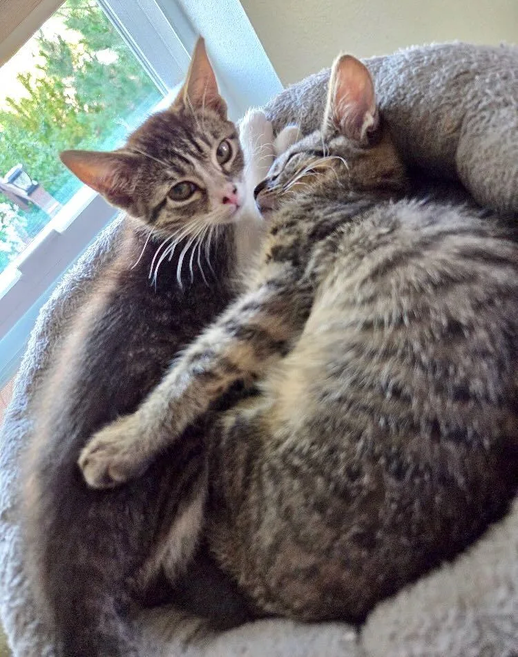 Tina & Tillie thumbnail 3