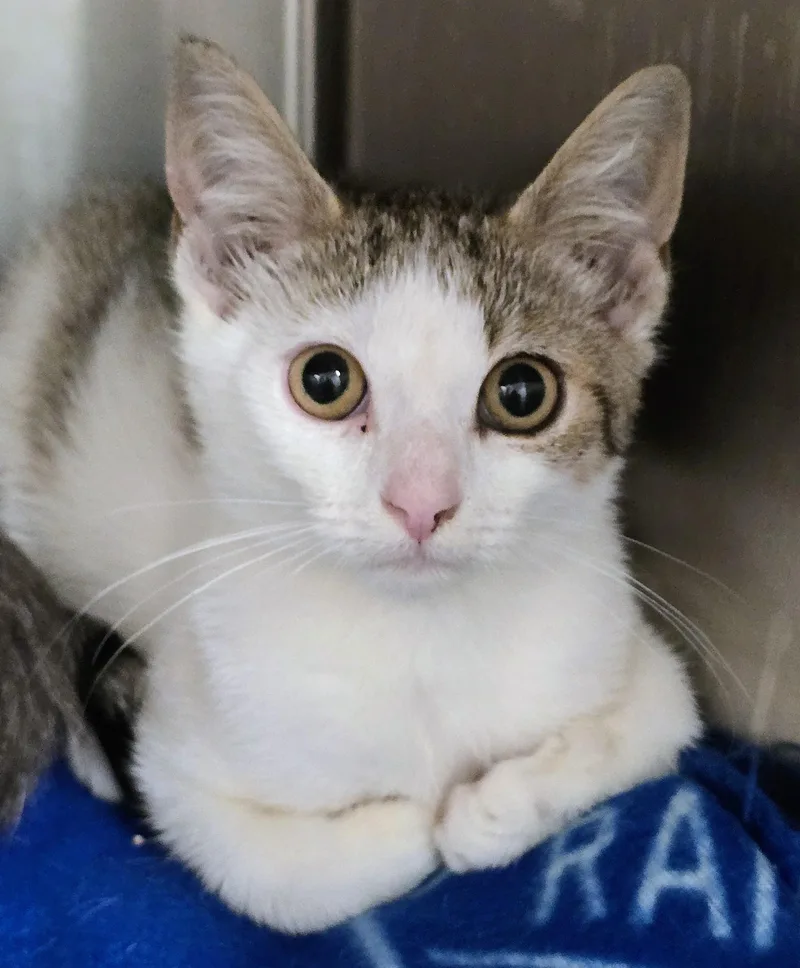 A baby medium-sized female Tabby (Brown / Chocolate) Domestic Short Hair cat named Biscuit for adoption in Amityville, NY