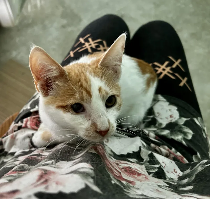 A baby medium-sized female Domestic Short Hair cat named Patsy for adoption in Ephrata, WA