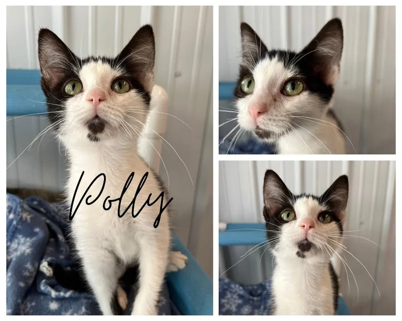 A baby medium-sized female Domestic Short Hair cat named Polly for adoption in Pierceton, IN