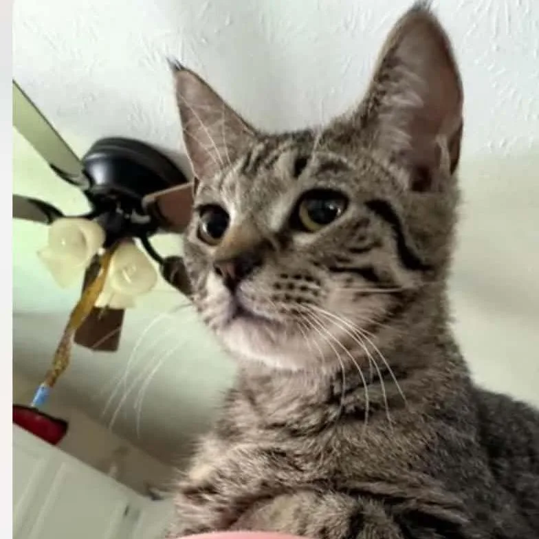 A baby small-sized male Gray / Blue / Silver Domestic Short Hair cat named Pepper for adoption in Winchester, VA