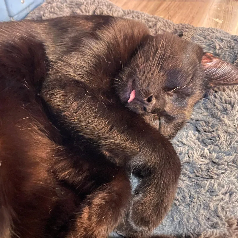 A young medium-sized male Domestic Short Hair cat named Eight Ball for adoption in Brooklyn, NY