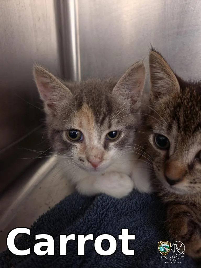 A baby small-sized female Domestic Short Hair cat named Carrot for adoption in Rocky Mount, NC