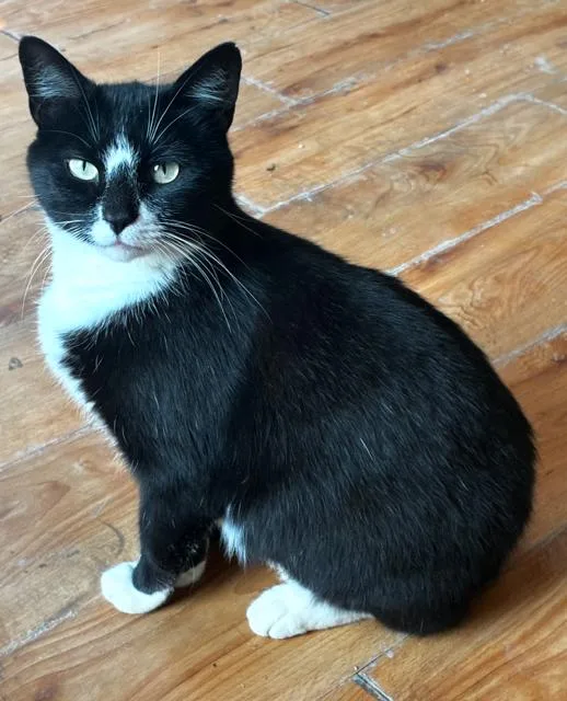 An adult medium-sized female Domestic Short Hair cat named Osha for adoption in Bardstown, KY