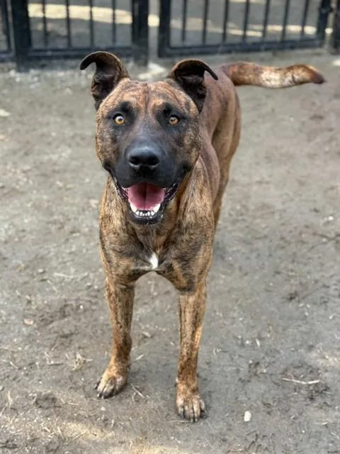 An adult large-sized male Pit Bull Terrier dog named Marty for adoption in Riverside, CA