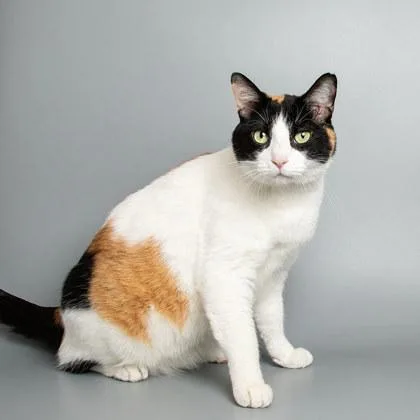 An adult medium-sized female Domestic Short Hair cat named Violet for adoption in Longmont, CO