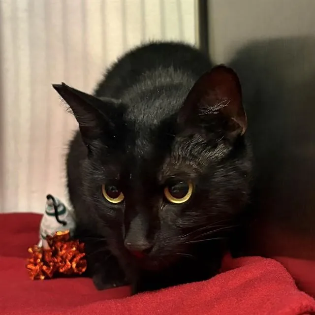 A young small-sized female Domestic Short Hair cat named Tippy for adoption in St. Louis, MO