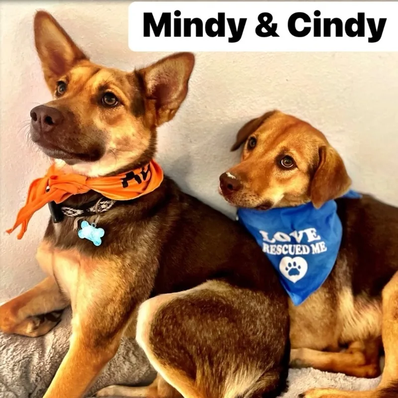 Cindy & Mindy 