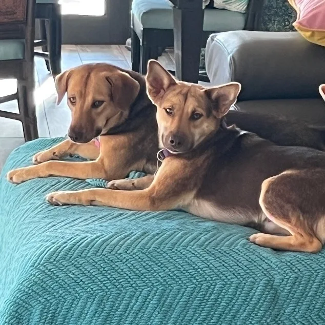 Cindy & Mindy  thumbnail 3