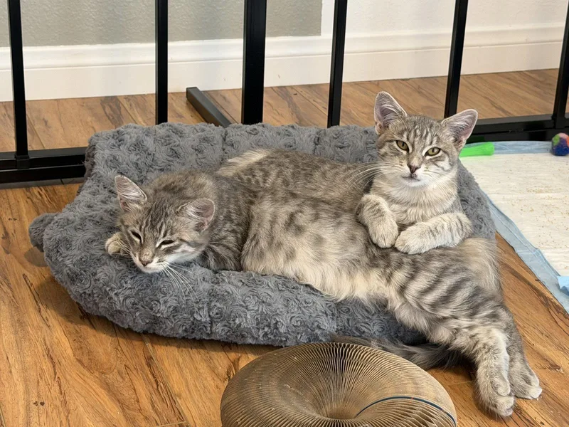 A baby medium-sized female Tabby cat named Fluffy for adoption in Laguna Niguel, CA
