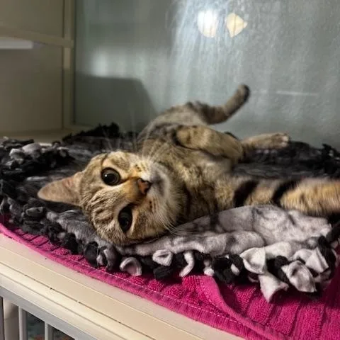 An adult medium-sized female Tabby (Brown / Chocolate) Domestic Short Hair cat named Myra for adoption in Hutchinson, MN