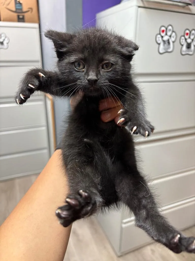 A baby medium-sized male Domestic Short Hair cat named Black Bean for adoption in Claremore, OK