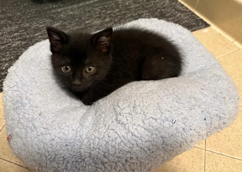 Black Bean thumbnail 2
