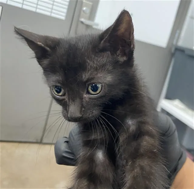 A baby medium-sized female Domestic Short Hair cat named Cierra for adoption in Dallas, TX