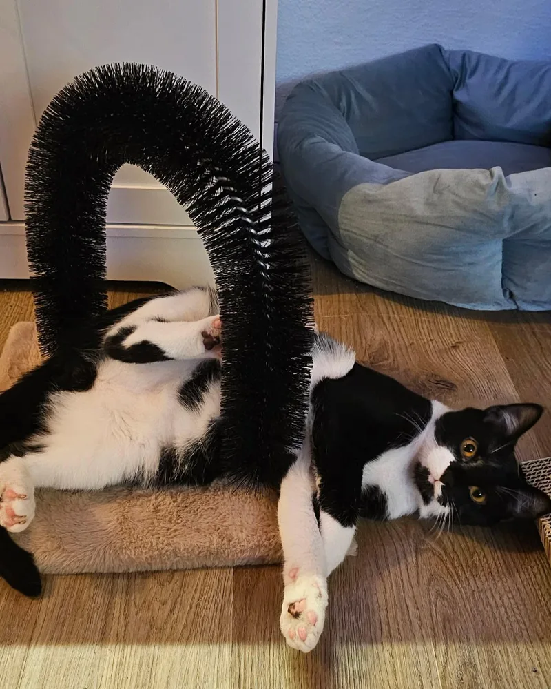 A baby medium-sized male Black & White / Tuxedo Domestic Short Hair cat named Jumba for adoption in Fort Oglethorpe, GA