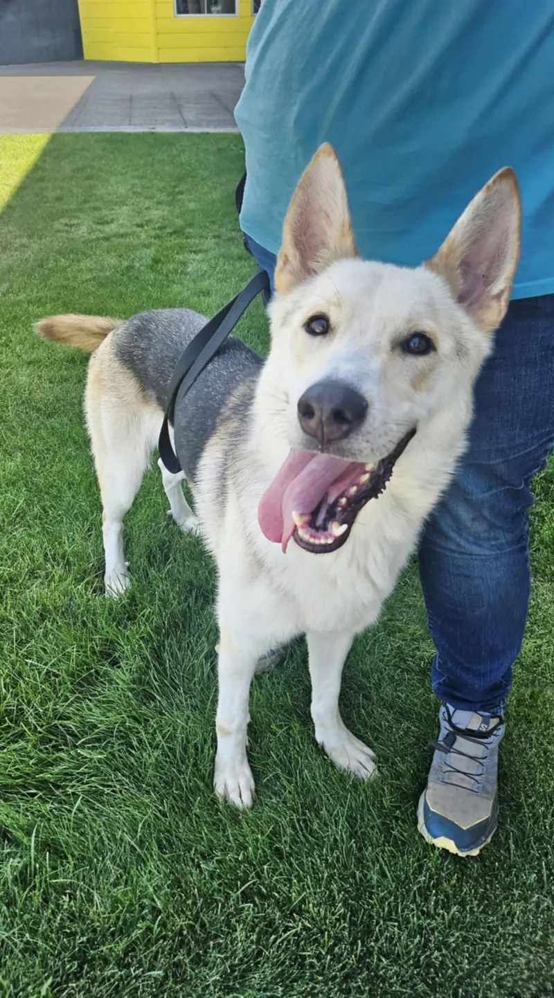 An adult large-sized male German Shepherd Dog dog named Smoke for adoption in West Richland, WA