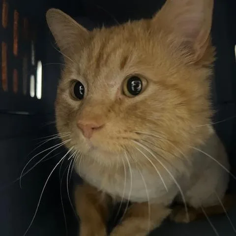 A young large-sized male Orange / Red Domestic Short Hair cat named Dandy Lion for adoption in Chaska, MN