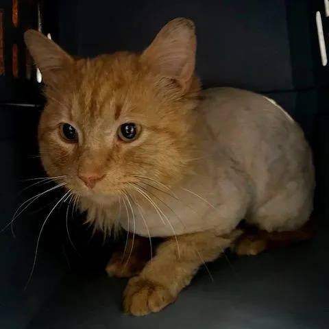 Dandy Lion thumbnail 2