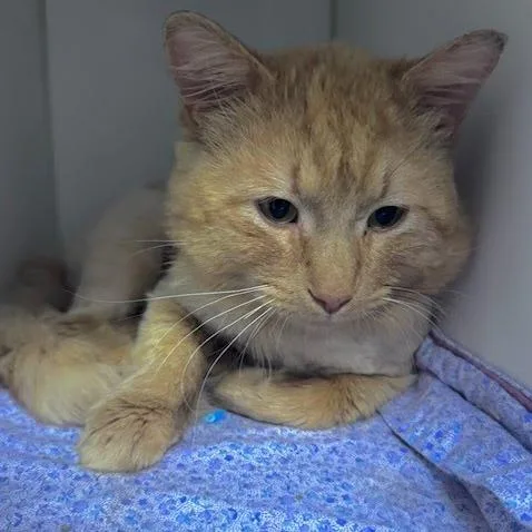 Dandy Lion thumbnail 3