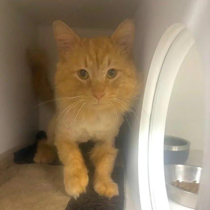 Dandy Lion thumbnail 4