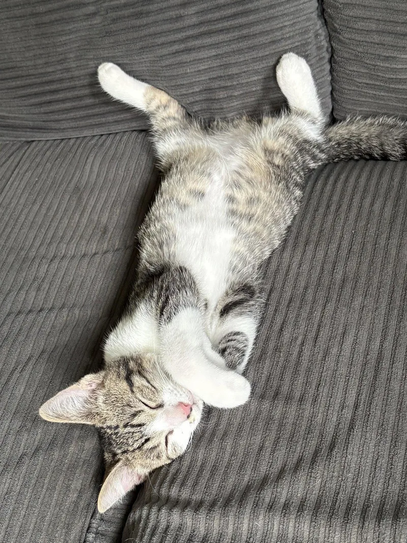 A baby medium-sized male Domestic Short Hair cat named Mickey for adoption in Rootstown, OH