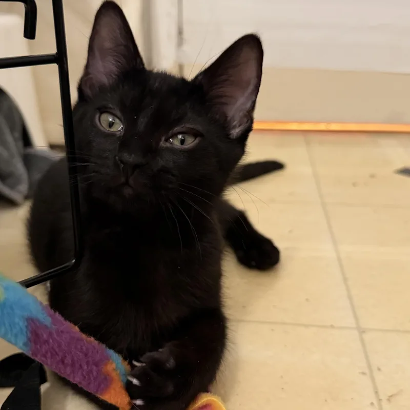 A baby medium-sized male Black Domestic Short Hair cat named Cinders for adoption in Santa Ana, CA
