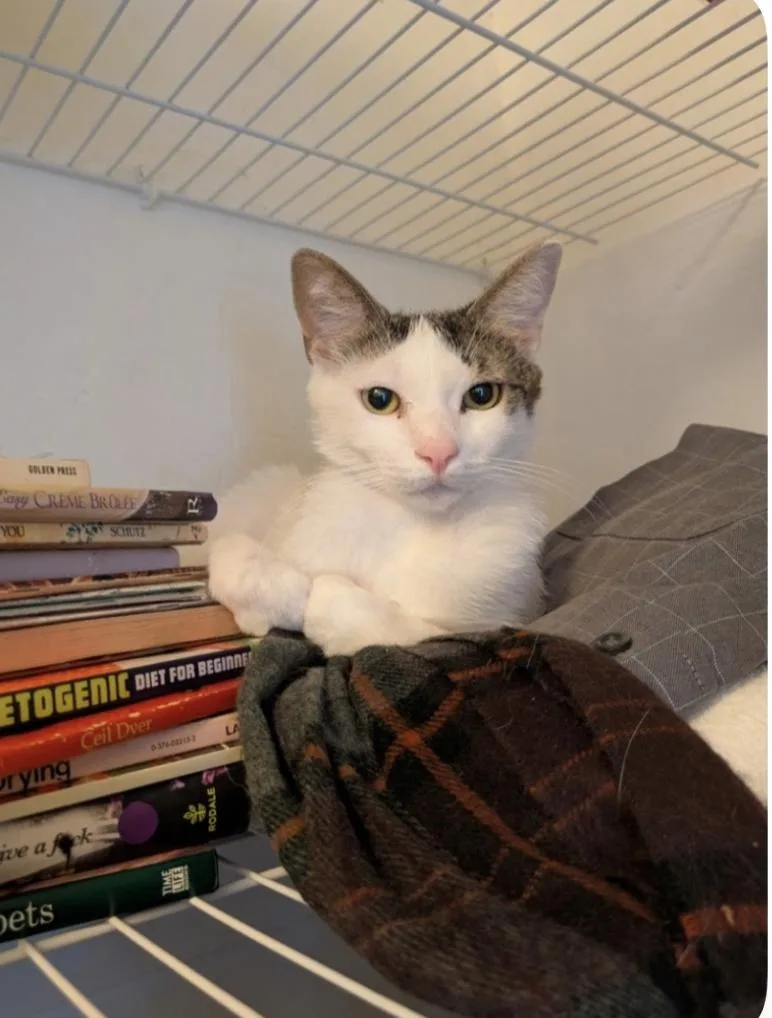 A young medium-sized female Domestic Short Hair cat named Singer for adoption in Riverside, CA