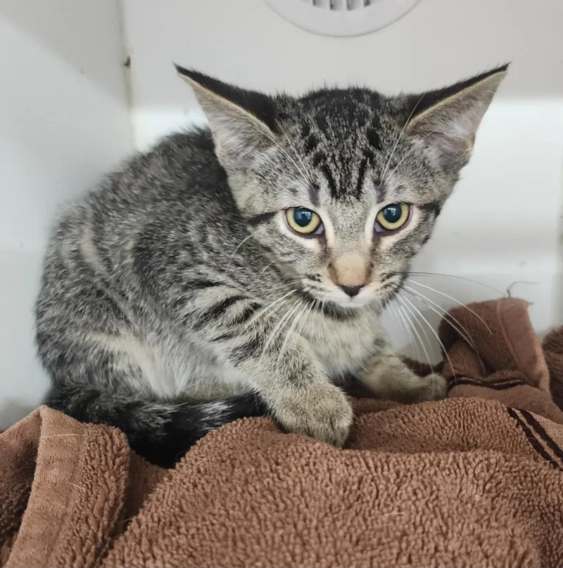 A baby small-sized male Domestic Short Hair cat named Jalapenoo for adoption in Sapulpa, OK